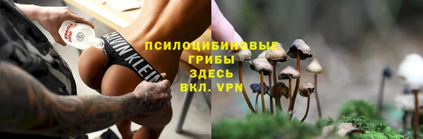 стаф Верея